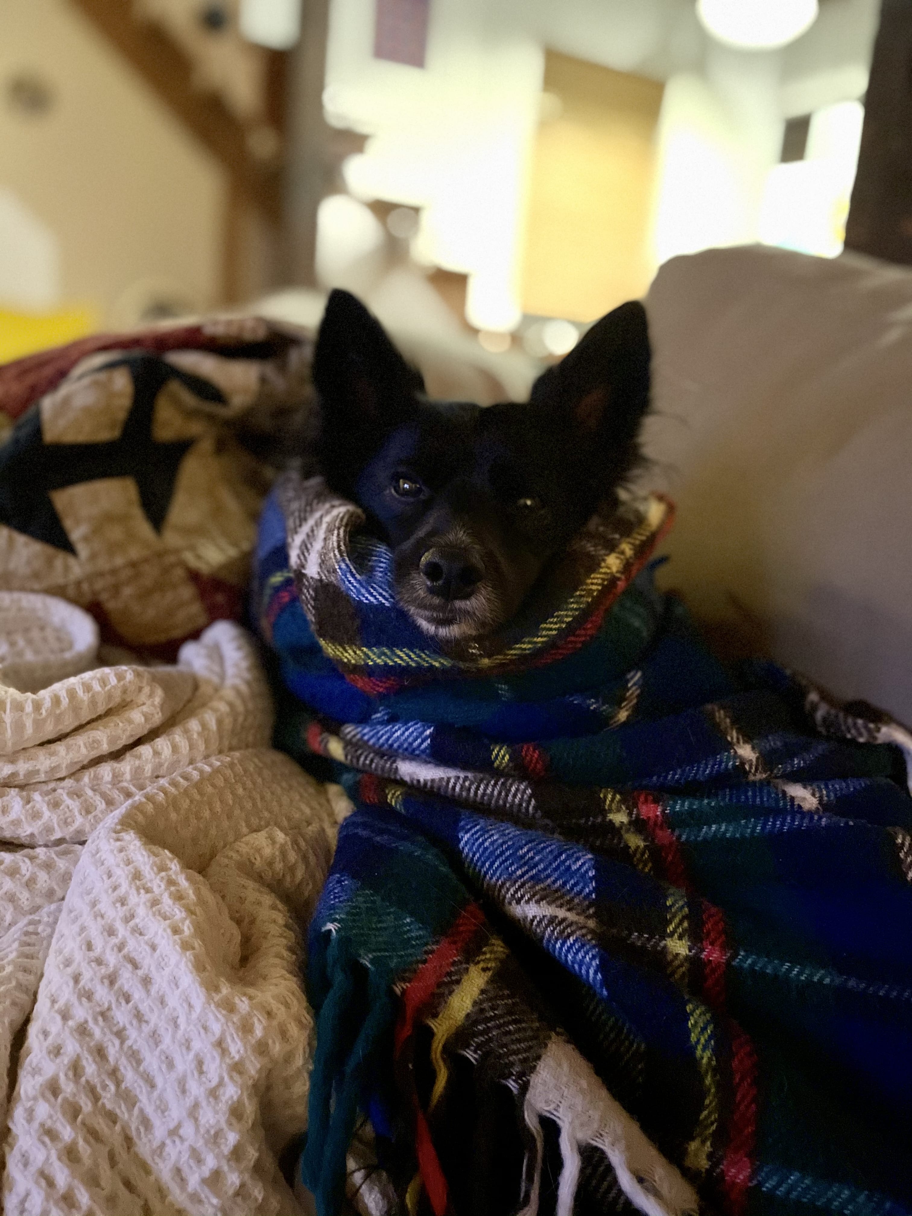 A black long-haired chihuahua/husky mix dog wrapped up in blankets.