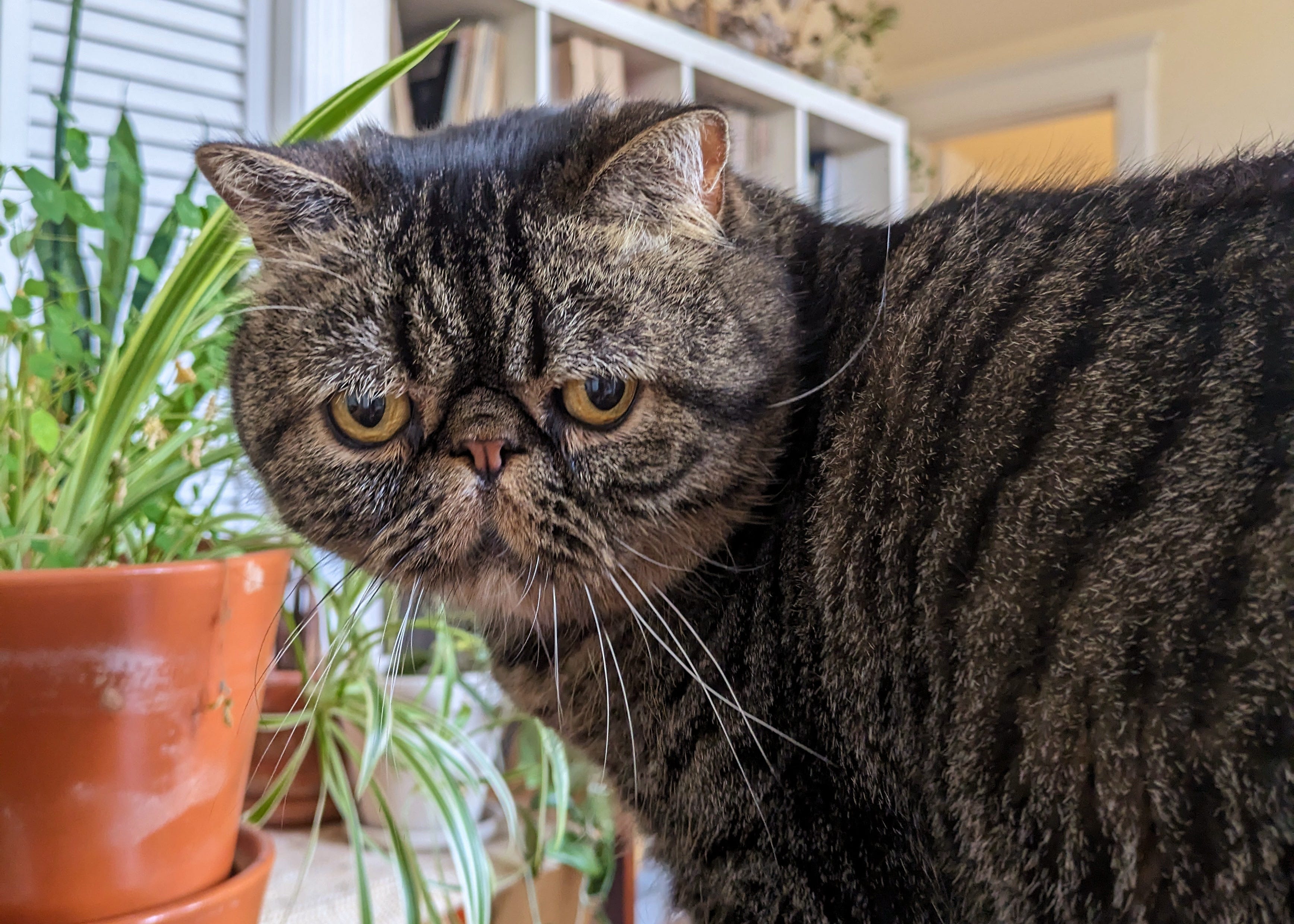 A cat with a smushed, grumpy face named Abbas.